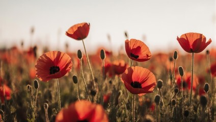 Obraz premium A close-up of vibrant red poppies in a sunlit field, with shallow depth of field