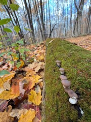 October colours in Quebec, Canada
