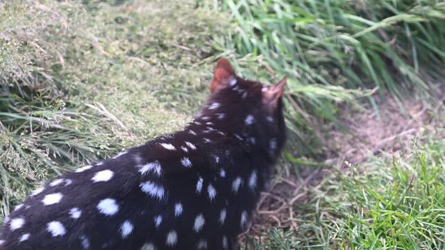 eastern Quoll, Dasyurus viverrinus, small carnivorous marsupial fast and agile solitary predator and endangered species living in a protective enclosure.