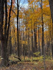 October colours in Quebec, Canada