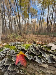 October colours in Quebec, Canada