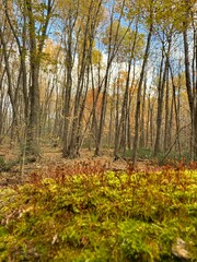 October colours in Quebec, Canada