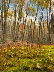 October colours in Quebec, Canada