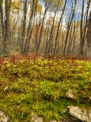 October colours in Quebec, Canada