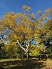 October colours in Quebec, Canada