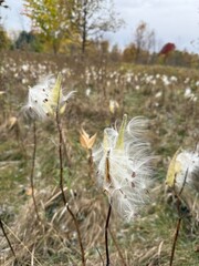 Asclepias is a genus of herbaceous, perennial, flowering plants known as milkweeds