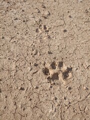 dry soil texture dog 
