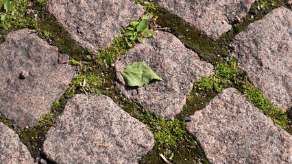 Single green leaf and moss growing between cobblestones in sunlight