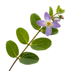 Obraz premium Bacopa monnieri png herbal bacopa png bacopa leaf png brain booster plant png bacopa herb png white background image