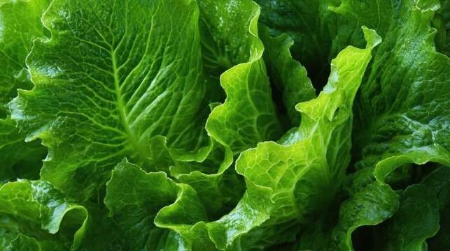 Close-up of lush, vibrant green romaine lettuce with detailed leaf texture