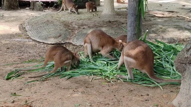 Close up view of a group of wallabies are seen foraging in a shady enclosure.