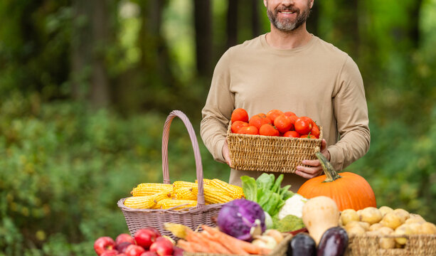 Man farmer with tomato vegetable harvest. Organic food and eco farming. Greengrocer man at farm. Greengrocer harvesting tomato. Autumn vegetable harvest. Agriculture crop. Farmer food market