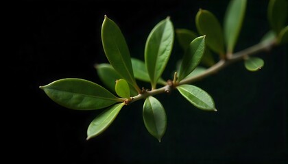 Obraz premium Green olives on branch with leaves, created with generative ai