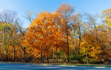 Fototapeta premium Autumn forest. Nature in fall season. Autumnal season in park. Seasonal leaves and tree. Natural autumn. Autumn beauty of nature. Fall season. Nature in forest. Fall leaves in park. Yellow leaves