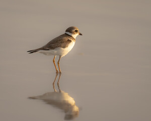 Semipalmated Plover on a a Florida beach
