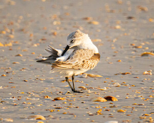 Sanderling Shorebird on a Florida beach