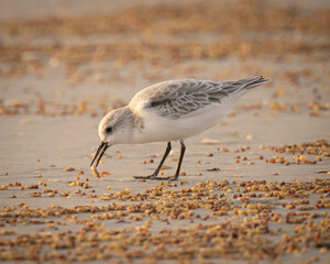 Sanderling Shorebird on a Florida beach