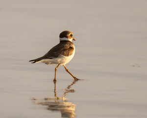 Semipalmated Plover on a a Florida beach