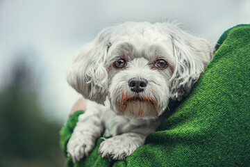 A small white Maltese dog with gentle eyes rests comfortably in the arms of a person wearing a...