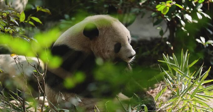 One giant panda eating bamboo tree leaves in the nature