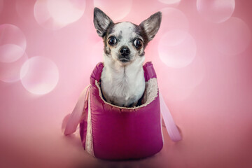 Cute Chihuahua dog sitting in pink bag with soft bokeh background