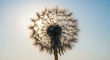 Dandelion Seed Head Silhouette Backlit in Soft Sunlight Artistic Nature Photography