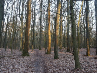 Fototapeta premium Sunlit Forest Path in Late Autumn Woodland