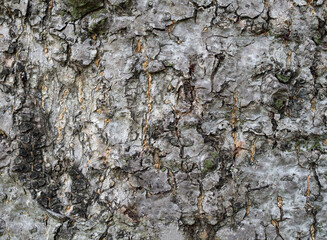 Close-up of Rough, Cracked, and Textured Tree Bark Surface.