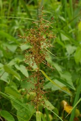 Dry Brown Inflorescence of a Tropical Grass Species in the Wilderness.