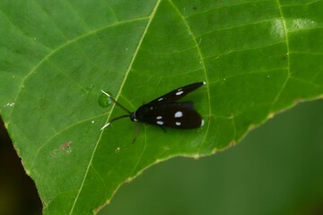 Tiny Black Moth with White Spots Resting on a Large Green Leaf (Amata or Syntomini Species).