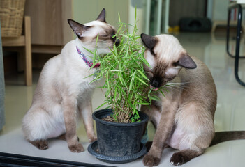Siamese cats while eating leaf of Thyrsostachys siamensis Gamble (or silver bamboo). This plant is natural medicine for cats to eat.