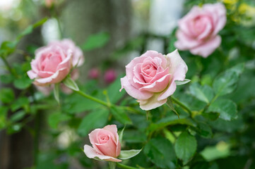 Beautiful Montmartre roses blooming in the garden. Roses are mainly popular for its Symbol of Beauty and to Convey the message of Love.