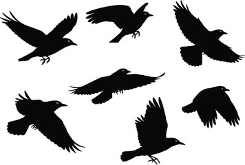 Fototapeta premium Silhouette of flying crows collection, black raven birds in motion with spread wings, isolated wildlife vector illustration design for nature background