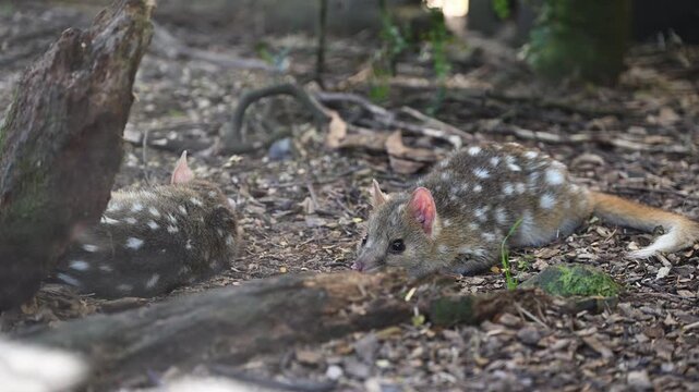 eastern Quoll, Dasyurus viverrinus, small carnivorous marsupial fast and agile solitary predator and endangered species living in a protective enclosure.