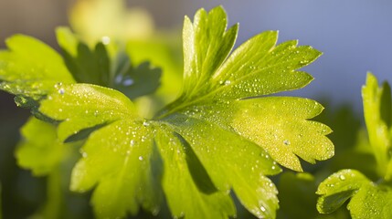lovage. Fresh green lovage leaves glistening with morning dew. gardening catalogs, home-decor guides, designed for home decor and floral branding, used by recruiters.