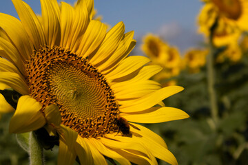 A bee is diligently collecting pollen on a sunflower.해바라기꽃위에서 꿀벌이 부지런히 꽃가루를 모으고있습니다.