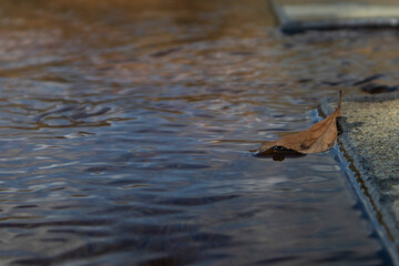 Fallen leaves are falling into the clear stream.맑은 시냇물에 낙엽이 떨어져있습니다.