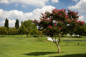 The lawn and banyan tree at Hangang Park in Seoul.서울의 한강공원의 잔디밭과 배롱나무입니다.