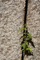Weeds are growing between the stone walls.돌담사이에 잡초가 자라고있습니다.