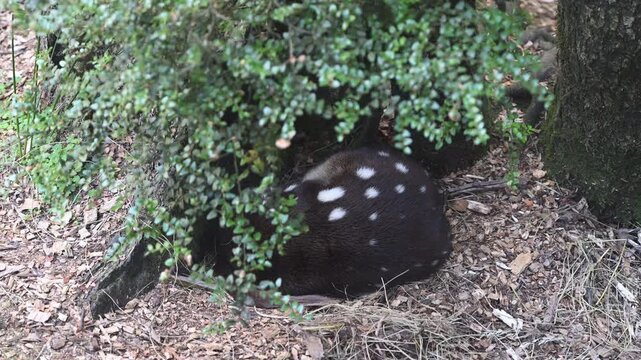 eastern Quoll, Dasyurus viverrinus, small carnivorous marsupial fast and agile solitary predator and endangered species living in a protective enclosure.