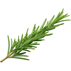 Fototapeta premium Fresh green rosemary sprig, an aromatic herb for cooking and garnishing