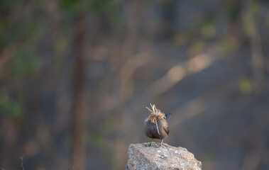 A small Indian robin perched on a cement post with mouth full of home material, like nesting behavior with well blurred background.