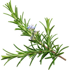 Fototapeta premium Fresh rosemary sprig with delicate purple flowers, a fragrant herb for cooking and aromatherapy