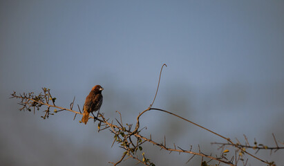  A small Scaly breasted munia perched on the seed head of sorghum or millet plant. It has a soft, artistic quality with a wide, open view of the field.