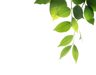 Translucent green leaves dangle against stark black, illuminated by soft light highlighting veins and textures