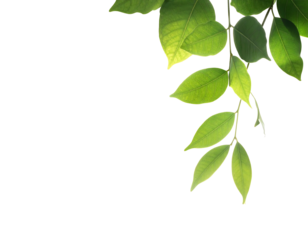 Translucent green leaves dangle against stark black, illuminated by soft light highlighting veins and textures