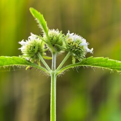 Closeup view of delicate white flower clusters
