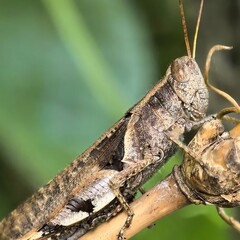 Detailed closeup of a camouflaged insect