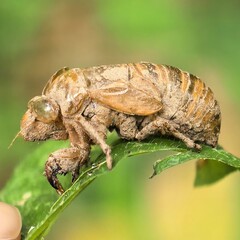 Shed exoskeleton perched on vibrant green leaf