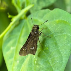 Skipper butterfly rests on a vibrant green leaf